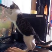 Η δυσκολία του να ζεις με γάτες ενώ παίζεις League of Legends