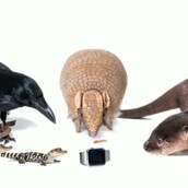 Ζώα δοκιμάζουν τα ρολόγια της Apple και ασκούν κριτική