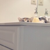 14 γάτες που σε ΠΑΡΑΚΟΛΟΥΘΟΥΝ!