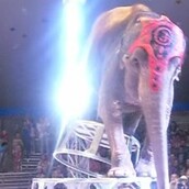 Ελέφαντες τρέχουν να βοηθήσουν ελέφαντα που έπεσε σε τσίρκο 