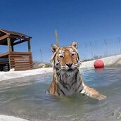 Δύο πανέμορφες τίγρεις κολυμπούν για πρώτη φορά