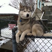  17 σκυλιά που ξέχασαν πώς να φέρονται 