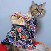 Κιμονό και γάτες