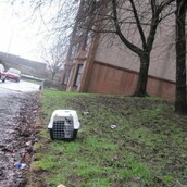 Γάτος εγκαταλείφθηκε σε ακραίες καιρικές συνθήκες