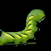 Φανταστικές κάμπιες μέσα από το φακό του Samuel Jaffe