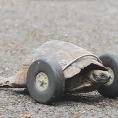 Μια 90χρονη χελώνα με ρόδες αντί για πόδια