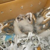 Cuteness overdose: Άστεγες μικρές κουκουβάγιες ζητούν σπίτι 