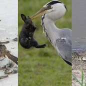 Ζώα που τρώνε ζώα - 20 φωτογραφίες απόλυτης σκληρότητας στη φύση