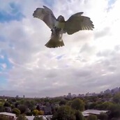 Κάποια ζώα μισούν τα drones 