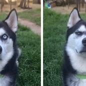 Το απίθανο χάσκι που περίμενε την μπάλα και προδόθηκε 