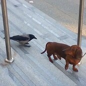 Koράκι εναντίον αστικού σκύλου