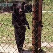 To μυστήριο με την αρκούδα που περπατά σαν άνθρωπος
