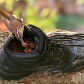 Αυτά τα πουλιά φωλιάζουν στα πιο αναπάντεχα μέρη