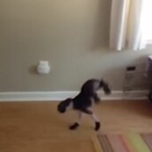 Ένα Μπόστον Τεριέ φορά παπουτσάκια σκύλου για πρώτη φορά