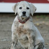 Αυτό το κουτάβι θα σας κλέψει την καρδιά!