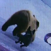 Το πιο ατρόμητο γαλλικό μπουλντόγκ του κόσμου τα έβαλε με δύο πεινασμένες αρκούδες 