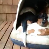 Mαντέψτε πόσοι σκύλοι χωράνε σε αυτό το σπιτάκι