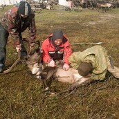 O σοκαριστικός ευνουχισμός των ταράνδων από το δάγκωμα ενός άντρα