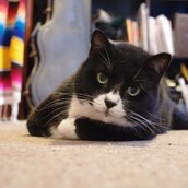 Τα αιλουροειδή της Νέας Υόρκης