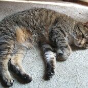 H τέλεια μουσική για γάτες