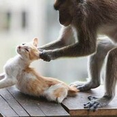 Βρήκαμε το πιο υπομονετικό ζώο του πλανήτη...και είναι γάτα!