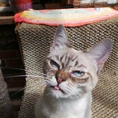 Ποια Grumpy Cat; Κάντε χώρο για τη Sauerkraut!