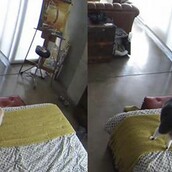 Mια γάτα και ένας σκύλος μένουν μόνοι στο σπίτι - Ποιος θα κερδίσει;