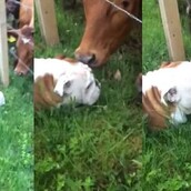 Ένα μπουλντόγκ συναντά αγελάδες για πρώτη φορά