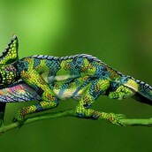 Αυτός ο χαμαιλέοντας είναι στην πραγματικότητα δύο γυμνές γυναίκες