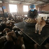 Κάθε μέρα, αυτές οι ηλικιωμένες κυρίες ξυπνούν στις 4 το πρωί για να ταΐσουν 1300 αδέσποτους σκύλους