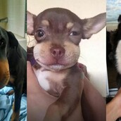 Oι σκύλοι που τα έβαλαν με τις μέλισσες...και έχασαν!