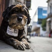 Το σκληρό 24ωρο ενός αδέσποτου με μια GoPro