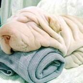 35 σκύλοι και γάτες που ξέρουν πώς να κρύβονται!