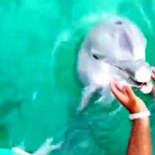 Ένα δελφίνι 'σώζει' το τηλέφωνο μιας κοπέλας