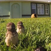 Μπορεί μία κουκουβάγια να χορέψει Dubstep;