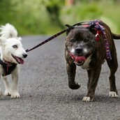 Ένα τυφλό Τζακ Ράσελ με οδηγό του ένα Μπουλ Τεριέ