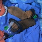 Πυροσβέστες έσωσαν με μάσκες οξυγόνου κουτάβια που εγκλωβίστηκαν σε φωτιά