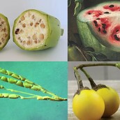 Μπορείς να αναγνωρίσεις τα φρούτα και τα λαχανικά από το πώς έδειχναν παλιά