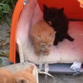 Άνδρες της ομάδας ΔΙΑΣ έσωσαν πέντε γατάκια