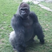 ΠΡΟΣΟΧΗ! Μην εκνευρίσετε αυτόν τον γορίλα!