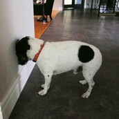 Αν δείτε τη γάτα ή το σκύλο σας να κάνει αυτό, πηγαίνετε αμέσως στον κτηνίατρο