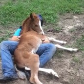 Δεν έχετε δει πιο αγαπησιάρικο άλογο