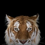 Πώς να κάνεις μια τίγρη να σε κοιτάξει στα μάτια;