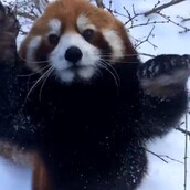 Κόκκινα πάντα παίζουν με το χιόνι