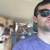 13 φωτογραφίες ζώων που συνταξιδεύουν σε αμφιλεγόμενη κατάσταση ενθουσιασμού