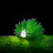 Αυτό το πανέμορφο θαλάσσιο πλάσμα τρέφεται μόνο με άλγη και κινείται με την δύναμη της ηλιακής ενέργειας