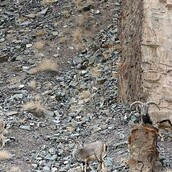 Μπορείτε να εντοπίσετε τη λεοπάρδαλη;