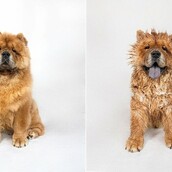 Mόλις βγήκαν απ' το μπάνιο! Οι βρεγμένοι και οι φρεσκοχτενισμένοι 