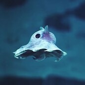 Ο περίεργος και μαγικός βυθός 20,000 πόδια κάτω από την επιφάνεια της θάλασσας