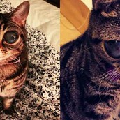 H ιστορία της "εξωγήινης" γάτας Ματίλντα